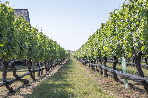 Cigars Wines And Music Come To Pindar Vineyards This Summer