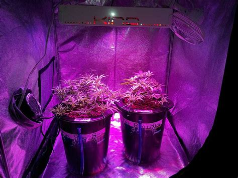 Perfect Tips For Using Led Grow Lights