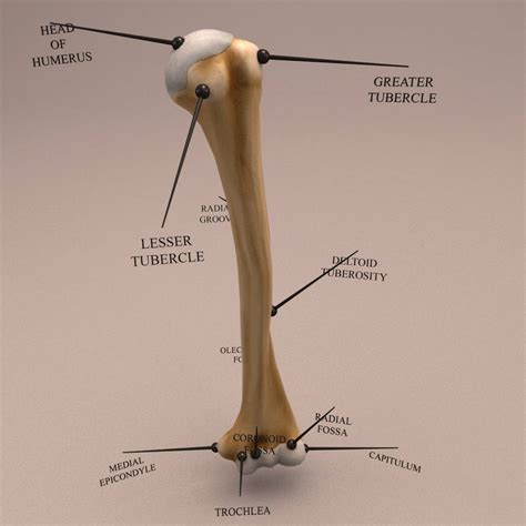 Anatomy Human Arm Bone 3d Model Kezans Portfolio