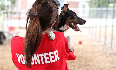 How Students Can Help Homeless Animals