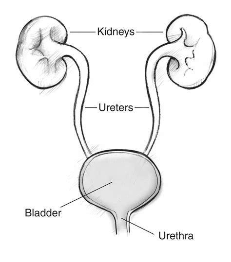Urinary Tract With The Kidneys Ureters Bladder And Urethra Labeled