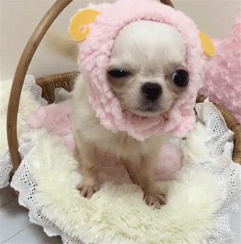 Chihuahua Puppy Tumblr