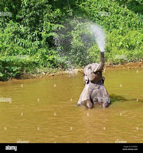 Asian elephant playing in a river of Thailand Stock Photo - Alamy