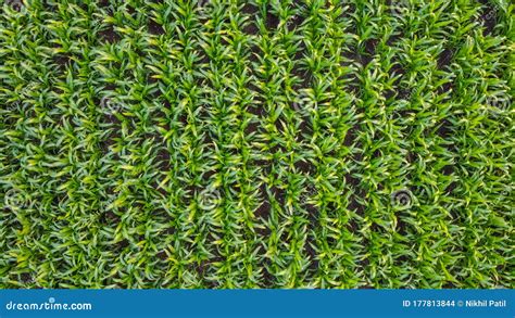 Aerial Top View Of Corn Field Stock Photo Image Of View Fields
