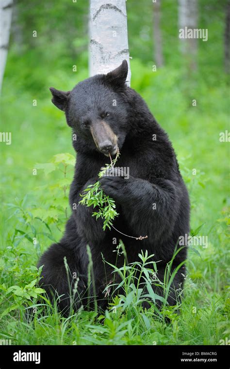 American Black Bear On Tree Hi Res Stock Photography And Images Alamy