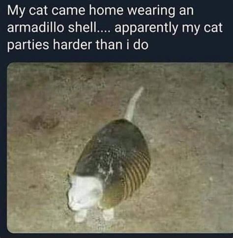 Hardcore Cat Meme Subido Por Schizoidman Memedroid