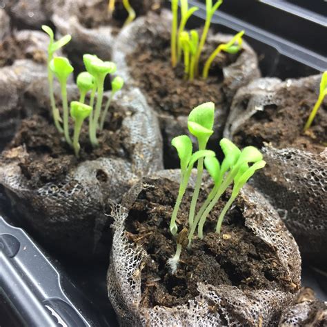 Sprouting! 🌱 : gardening
