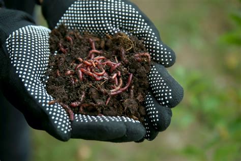 Earthworms In Gardening How To Attract And Use Earthworms 2024