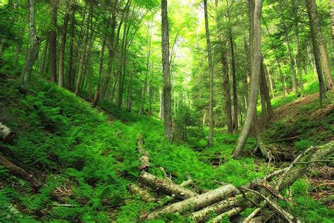 Free Images Tree Wilderness Hiking Trail Sunlight