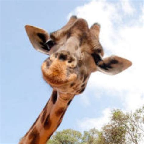 The Great Giraffe Challenge Image Gallery Sorted By Score List View