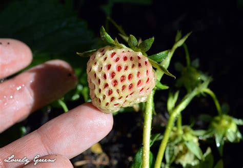 Try Growing These 15 Unusual Fruits And Vegetables For A