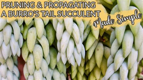 Pruning And Propagating A Burros Tail Succulent Sedum Morganianum