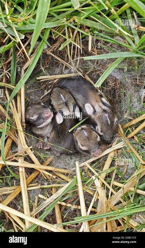 Nest Of Newborn Wild Rabbits Stock Photo Alamy