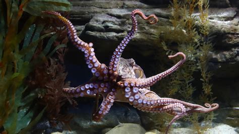 This Is The Biggest Octopus Ever Caught On Camera