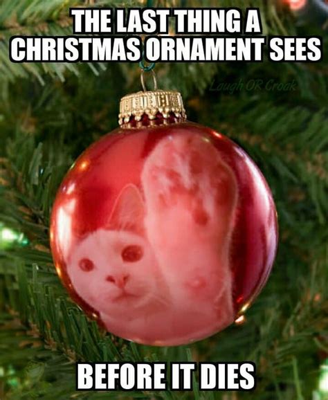 19 Cats Vs Christmas Tree Memes That All Cat Owners Can Relate To