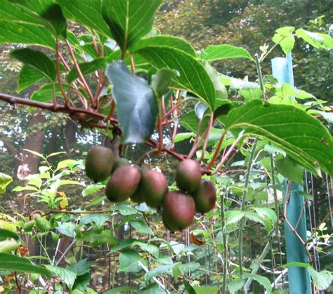10 Uncommon Edible Trees And Shrubs That Will Transform Your Garden