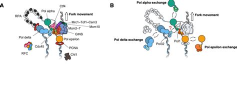 architecture of the eukaryotic replication fork a the cmg forms the download scientific