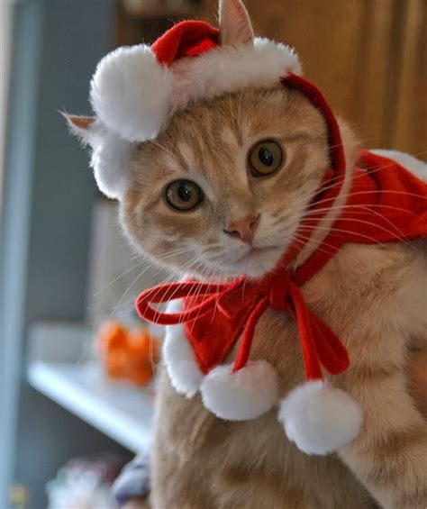 Free Funny Pictures Funny Christmas Cat Photos And Funny