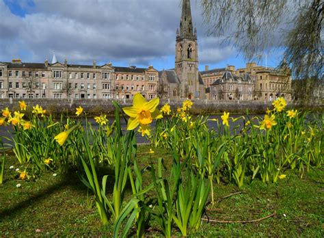 Tour Scotland Tour Scotland Photographs Video Daffodils River Tay