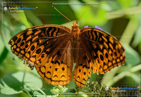 Great Spangled Fritillary Butterfly