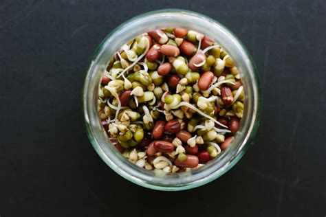 how to sprout mung beans lentils grains more… my darling lemon thyme