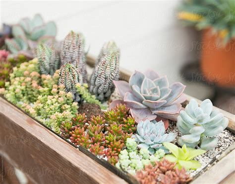 Varity Of Colorful Succulent Plants In Pot By Stocksy Contributor