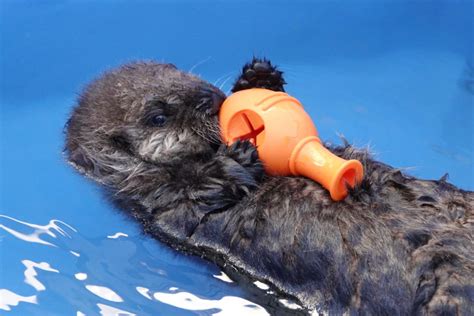 Meet Joey The Baby Otter Bringing Joy To Stressed Out
