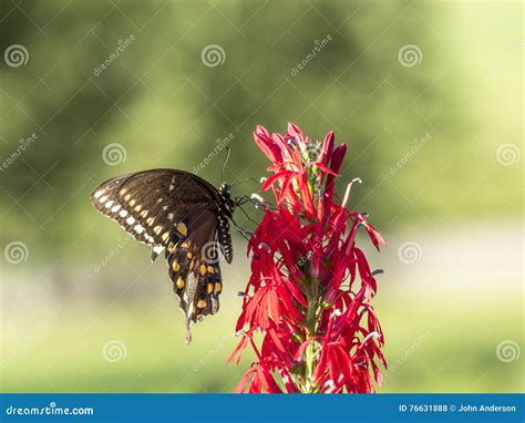 Tiger Swallowtail Del Este Glaucus De Papilio Foto De Archivo Imagen