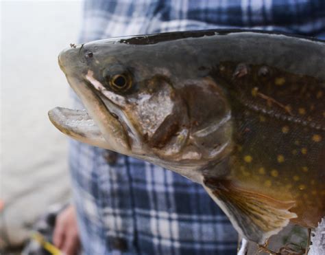 Pa Fish And Boat Commission Unveils Altered Fall Trout Stocking Plan