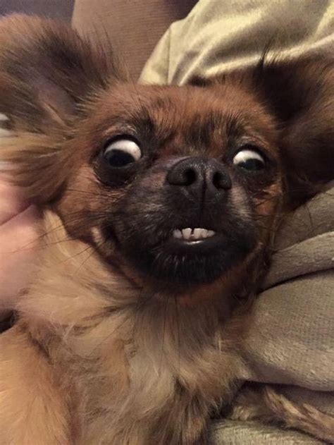 Astonished Animals Who Are Freaked Out By Whats Happening