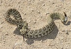 Galería de imágenes: Serpiente del desierto