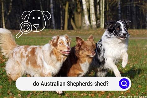 Do Australian Shepherds Shed Oodle Life
