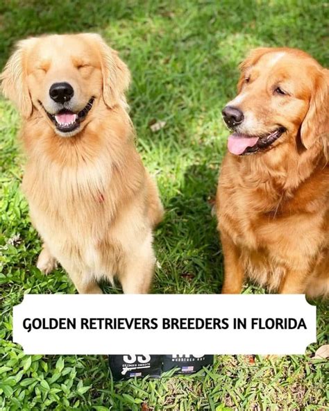 The 14 Best Golden Retriever Breeders In Florida 2024