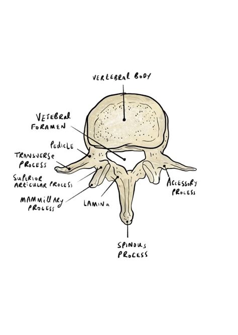 Basic Spine Anatomy Brainbook