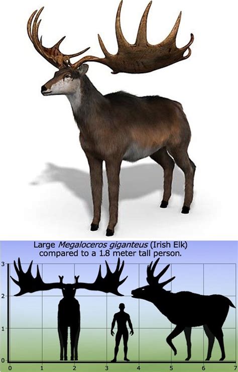 Megaloceros Irish Elk Giant Deer Wikiirish