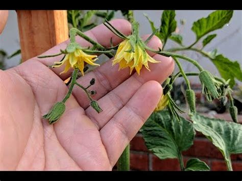 Also, how to avoid the the leaf stage is when plants are developing both their roots and top growth. Blossom Stage -- 2017 Heirloom Tomato Growing - YouTube