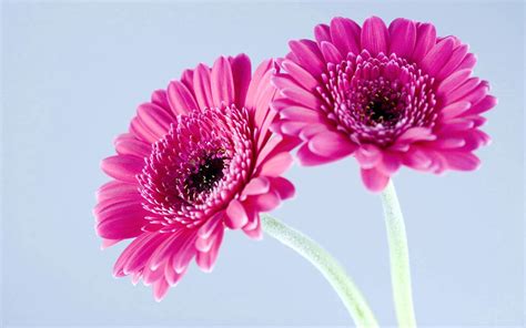 Gerber Daisy Wallpaper ·① Wallpapertag