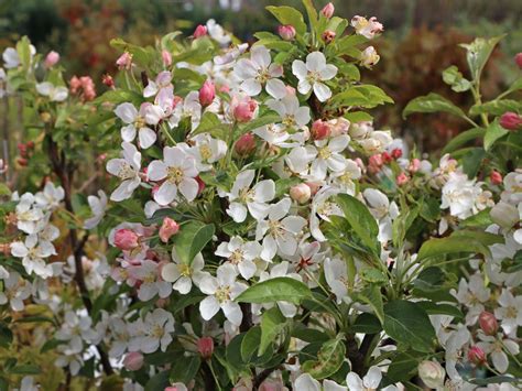 Zierapfel White Angel Malus White Angel Baumschule Horstmann