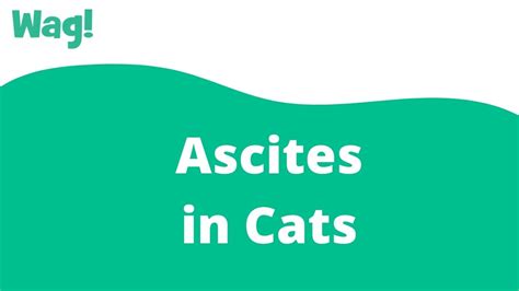 Ascites In Cats Wag Youtube