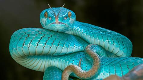 Picture Snakes Vipera Berus Tongue Light Blue Closeup 1920x1080
