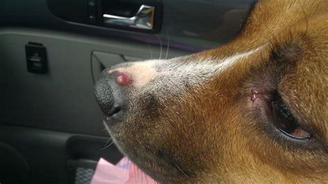Red Bumps On A Dogs Stomach