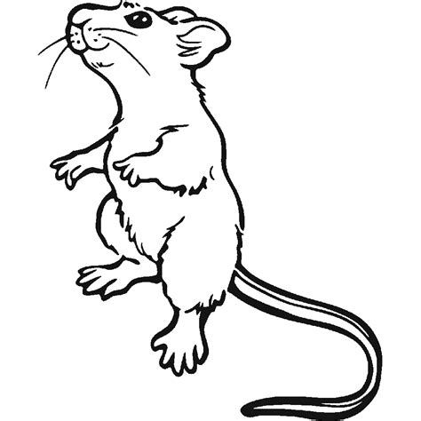 Coloriage Rat Imprimer