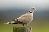 Eurasian Collared-Doves' Sense of Direction | BirdNote