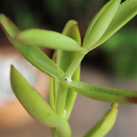 Maybe you would like to learn more about one of these? How to Handle Succulent Pests | | Print A Pot