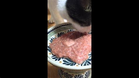 Feeding Cats Raw Food 고양이 생식 먹는 중 ㅋㅋㅋ Youtube