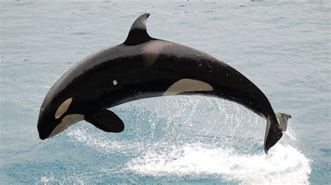 Moscows Vdnkh To Get Aquarium With Killer Whales