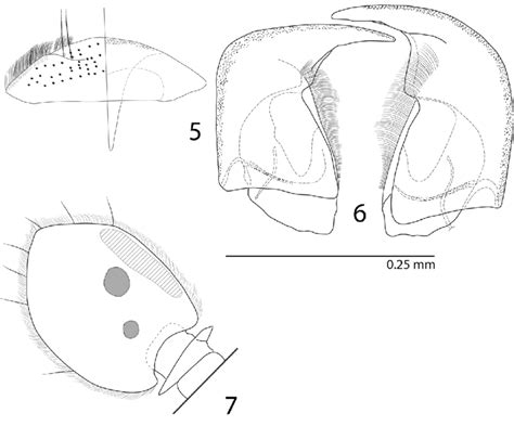 Euspilotus Platysaprinus Latimanus Schmidt Labrum Dorsal Download Scientific