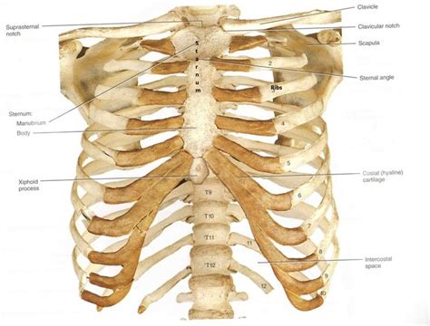 Body human anatomy woman person man health gym skeleton girl. Image result for human ribs | Human ribs, Human bones ...