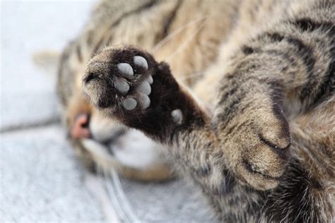 Alternatives To Declawing Cats South Austin Cat Hospital