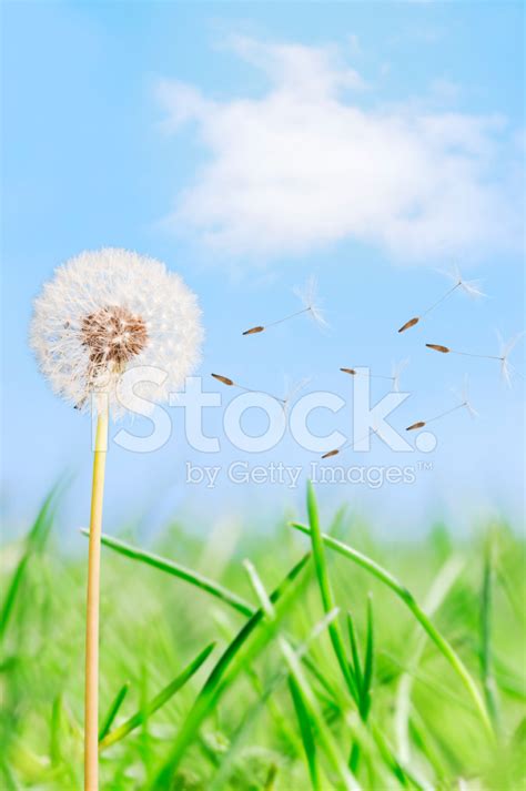 Dandelion Seeds Blowing In A Summer Meadow Stock Photo Royalty Free